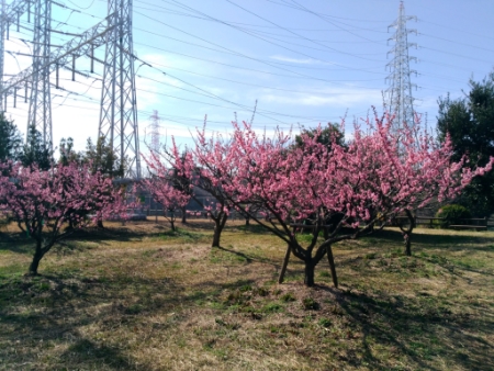 佐布里池梅林公園